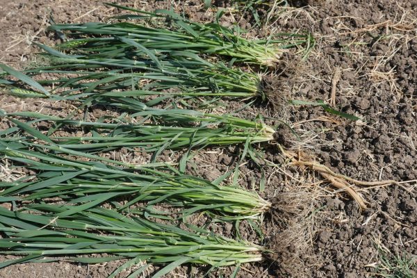 Adaptive-Symbiotic-Technologies-Photos_076