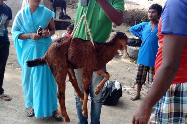 Livebody Weight Pricing 2