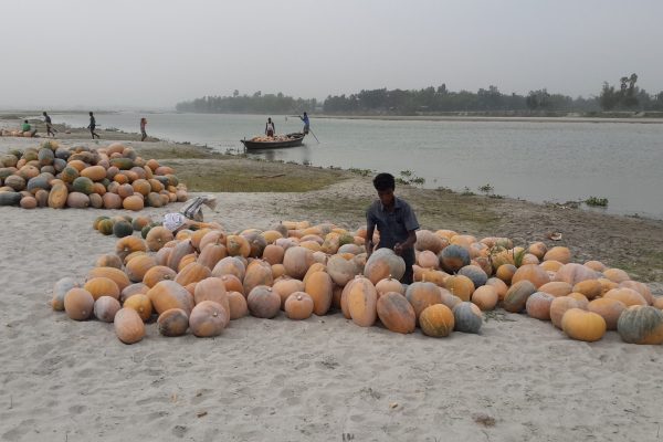 Pumpkin Plus (13) Pumpkin Plus (13)