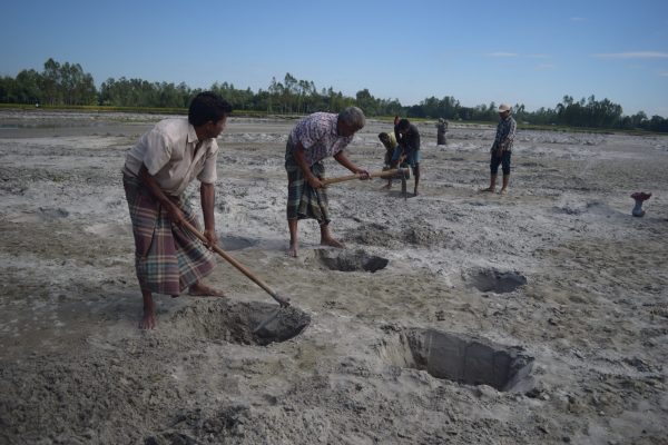 Pumpkin Plus (21) Pumpkin Plus (21)