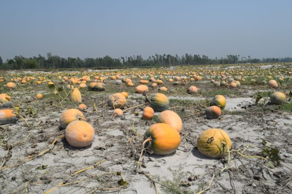 Pumpkin Plus (23) ????????????????????????????????????