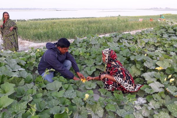 Pumpkin Plus (3) Pumpkin Plus (3)