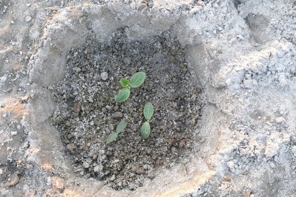 Pumpkin Plus (30) Pumpkin Plus (30)