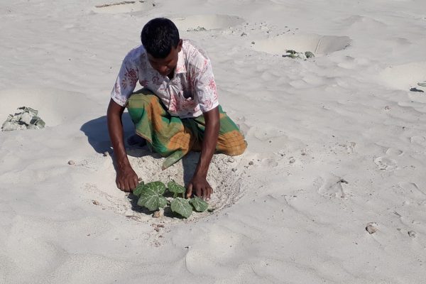 Pumpkin Plus (31) Pumpkin Plus (31)