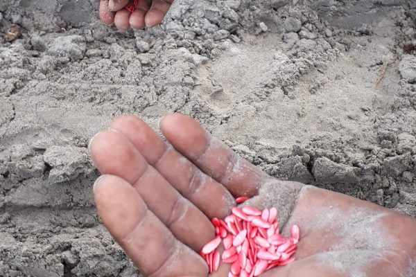 Pumpkin Plus (35) Pumpkin Plus (35)