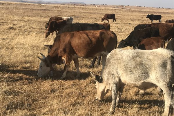 Meat Naturally field pic 1