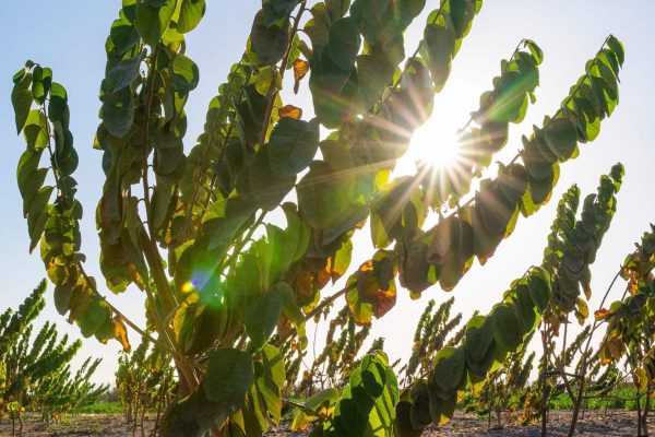 CR_AR_ICUPeru_hanzplengephoto_23-scaled