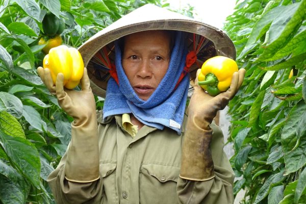 CR_AR_Vietnam_MimosaTEK_DSC01853-scaled