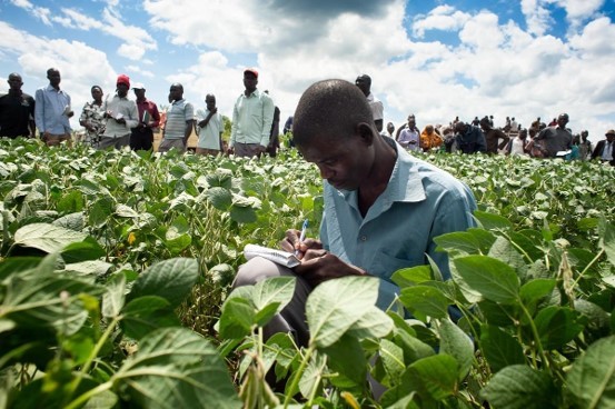 Crop Scout Demonstration
