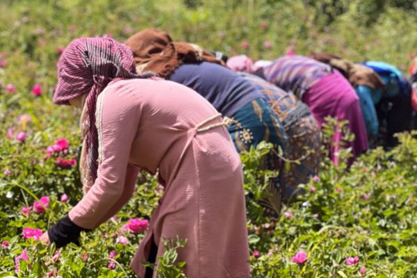 Women Picking Roses