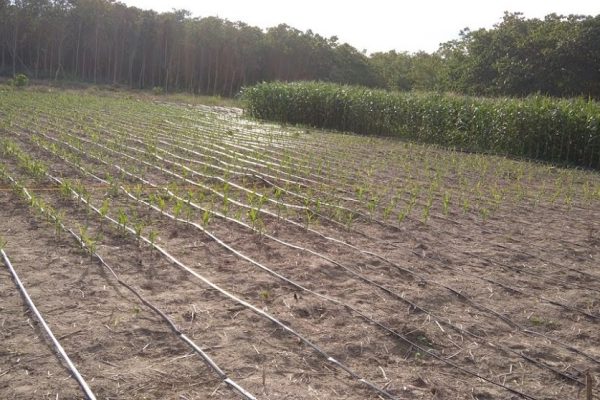 c2cd8cb1b99245f31db9cbe80fb64837