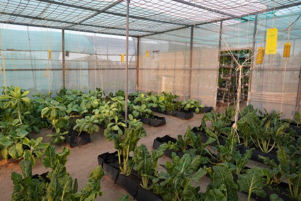 Different systems and locally produced nutrient solutions are being tested.