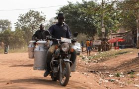 Farmers transporting milk on their motorcycles to Kaseeta farmers' Dairy at Kaseeta village in Kyankwanzi District, on 1 February 2023.. Farmers bought motorcycles from the Emata loans to ease transportation of milk to the dairy.