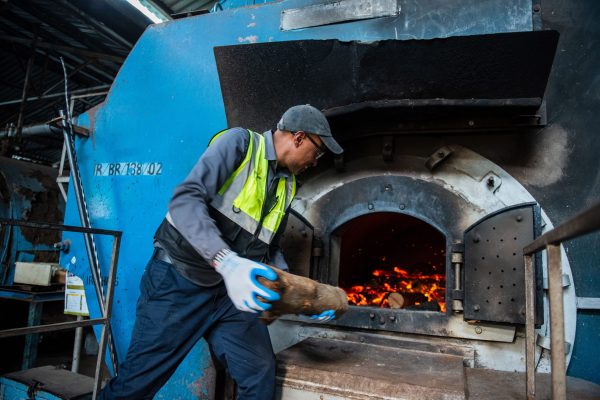 Moses kivezi the chief engineer KTDA  inserting firewood into the furnace