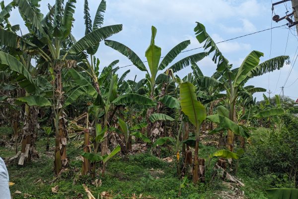 PXL_20240611_055044427